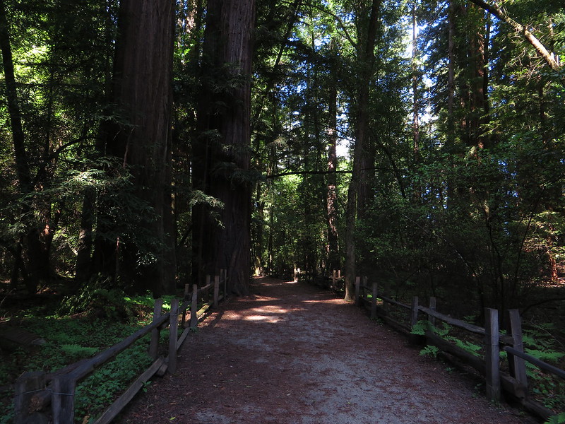 Woods in a Park, Redwood Grove, California