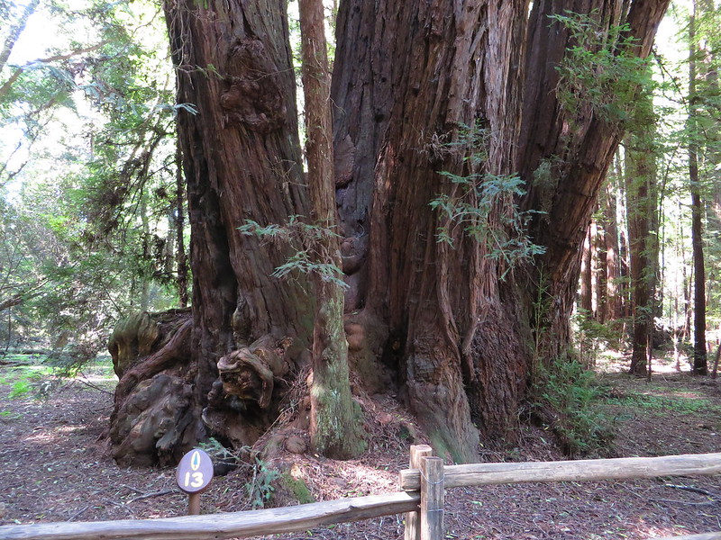 Redwood Grove, Henry Cowell Redwoods State Park, Felton, California