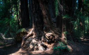 large, sturdy tree with an impressive trunk rises amidst the tranquil woods of Ben Lomond, California, showcasing natural beauty.