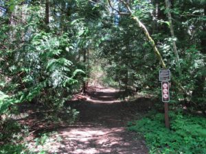 A calm forest path in Bonny Doon, California, showcasing lush foliage and a soothing ambiance for those who appreciate nature.