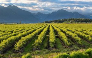 A vibrant vineyard of green grapes set against the stunning mountain backdrop of Bonny Doon, California.