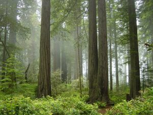 A vibrant forest in Boulder Creek, California, showcasing tall trees and abundant green foliage, embodying natural beauty.