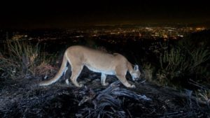 A mountain lion moves silently on the ground at night in Brookdale, California, surrounded by the tranquility of the dark woods.