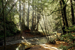 A serene stream flowing through a lush forest in Capitola, California, surrounded by vibrant greenery and natural beauty.