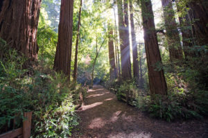 A serene path in Felton, California, meanders through a redwood forest, illuminated by sunlight filtering through the trees.