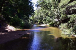 picturesque river in Felton, California, enveloped by dense trees and greenery, reflecting the beauty of the landscape.