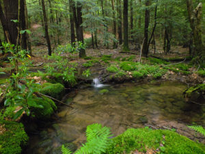 A serene stream flows through the lush woods of Pleasure Point, California, surrounded by vibrant greenery and natural beauty.