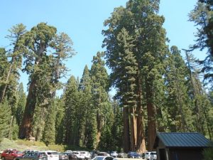 A parking lot filled with cars, bordered by towering trees in Redwood Grove, California, highlighting the area's natural beauty.