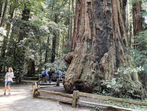 A group of individuals gathered around a towering redwood tree in Redwood Grove, California, showcasing nature's grandeur.