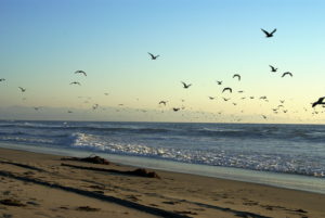 A flock of birds gracefully soars over the ocean waves near Watsonville, California, creating a serene coastal scene.