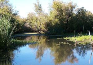 A serene pond surrounded by reeds, with trees in the background, located in Watsonville, California.