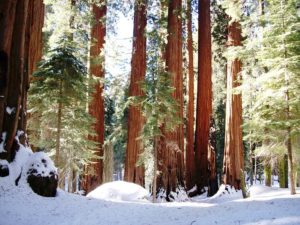 Tall trees covered in snow create a tranquil winter landscape in Zayante, California.